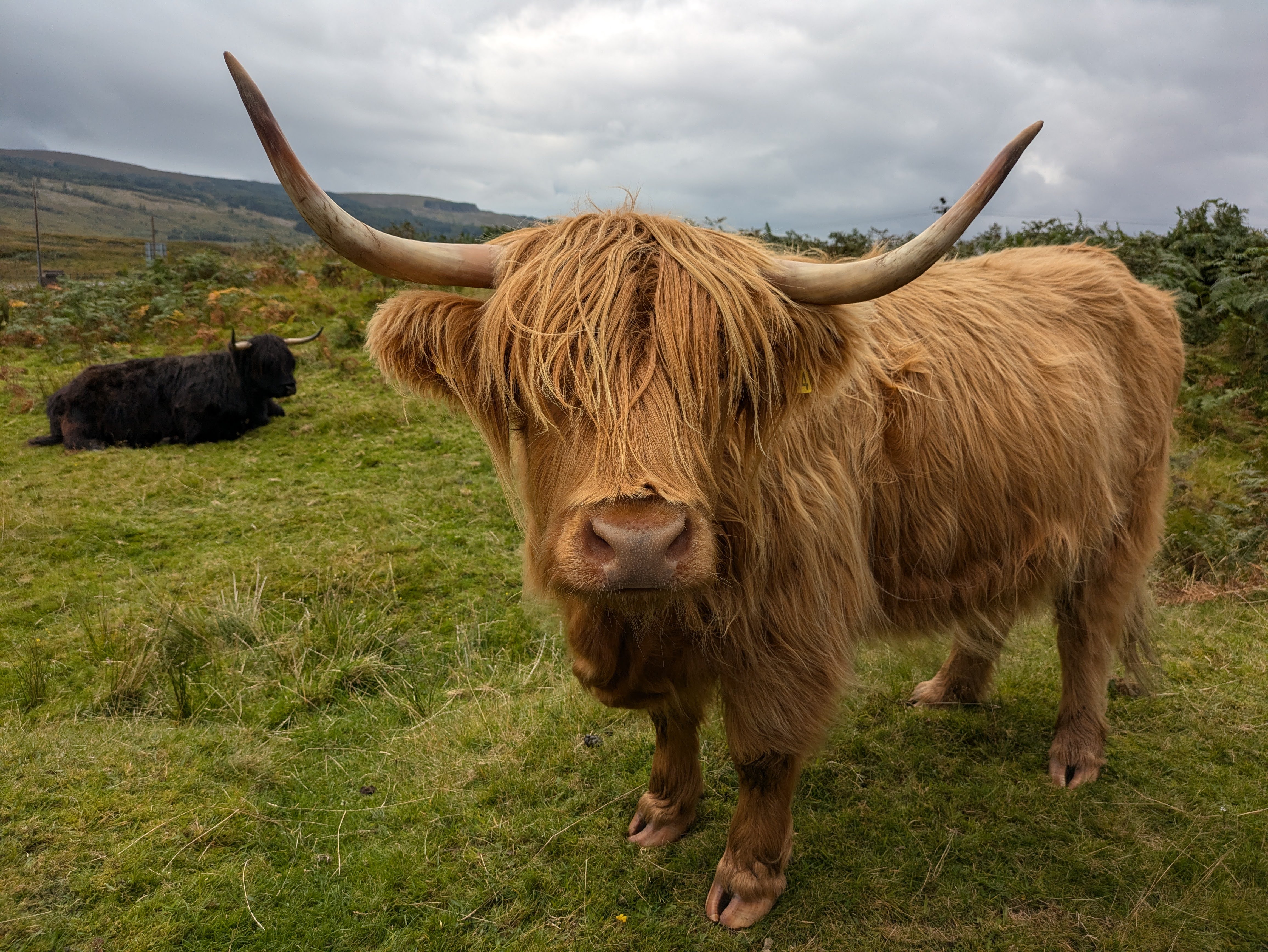 Highland Cow